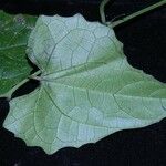 Melothria dulcis その他の提案