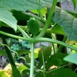 Cyclanthera pedata Fruit