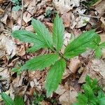 Cardamine bulbiferaBlad