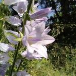 Campanula bononiensis Flower