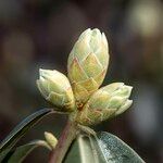 Rhododendron yunnanense Altro