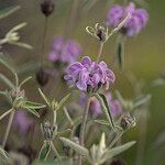 Phlomis italica Λουλούδι