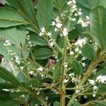 Guioa villosa Cvijet