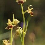 Ophrys arachnitiformis മറ്റ്