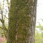 Acer platanoides Kôra