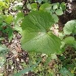 Alliaria petiolata List