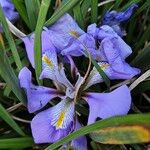 Iris unguicularis 花