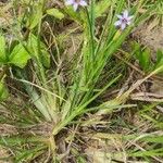 Sisyrinchium rosulatum 形態