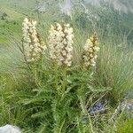 Pedicularis comosa Hábito