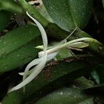 Angraecum angustipetalum Blüte