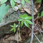 Parthenocissus quinquefolia Листок