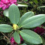 Rhododendron catawbiense Blad