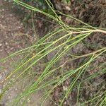 Retama monosperma Leaf