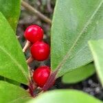 Skimmia japonica Fruto