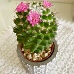 Mammillaria polythele Lehti