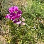 Lathyrus latifoliusFlor