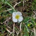 Ranunculus amplexicaulis Flor