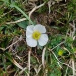 Ranunculus amplexicaulis Kvet