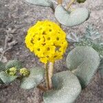 Abronia latifolia Flower