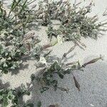 Silene succulenta Kukka
