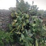 Opuntia maxima Blatt