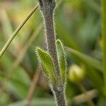 Veronica bellidioides Ekosanga