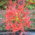 Lycoris radiata Flower