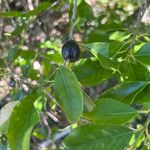 Elaeodendron curtipendulum Frugt