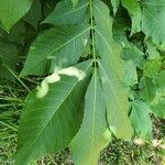 Carya glabra List