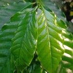 Coffea arabica পাতা