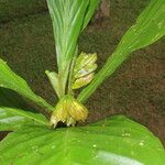 Hylaeanthe unilateralis Hoja