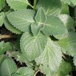 Plectranthus amboinicus Leaf