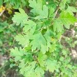 Crataegus rhipidophyllaFolio