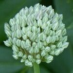 Allium polyanthum ফুল