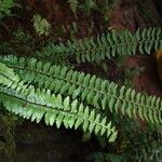 Asplenium erectum Levél