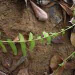 Thelypteris interrupta Vivejo
