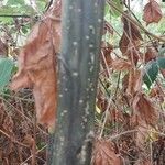 Rubus macrophyllus Bark