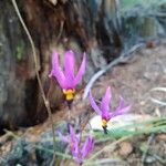 Primula pauciflora Kvet