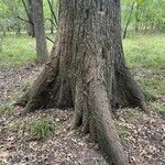 Quercus shumardii Bark