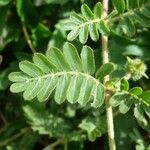 Tribulus cistoides Blatt