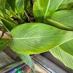 Canna indica Yaprak