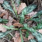 Pulmonaria longifolia 葉