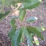 Pera glabrata List