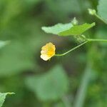 Sida cordata Floare