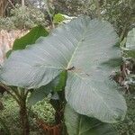 Xanthosoma taioba Leaf