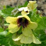 Hyoscyamus niger Flower