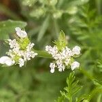 Caucalis platycarpos Fula