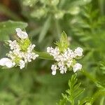 Caucalis platycarpos Blomma