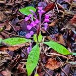 Brachystephanus lyallii Lorea