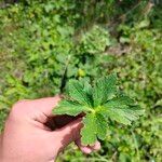 Trollius chinensis Foglia